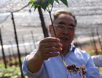 三七是做的最大、研究最好最深的中藥大品種