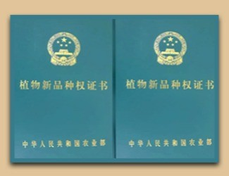 國家給三七頒發(fā)了這個證書，歷史首次！