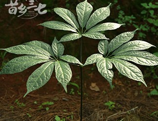 三七與土三七的區(qū)別，土三七含有毒性